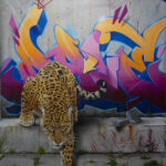 Toile originale « Colors-festival bd » – peinture animalière street art par Dave Baranes